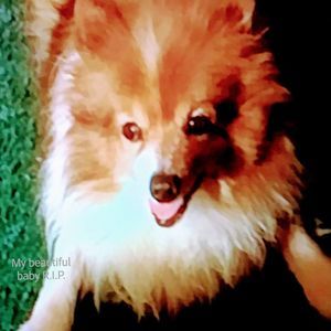 Meet your Posher, Pam